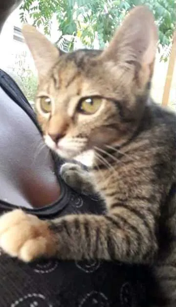 O animal tem apenas seis meses de vida 