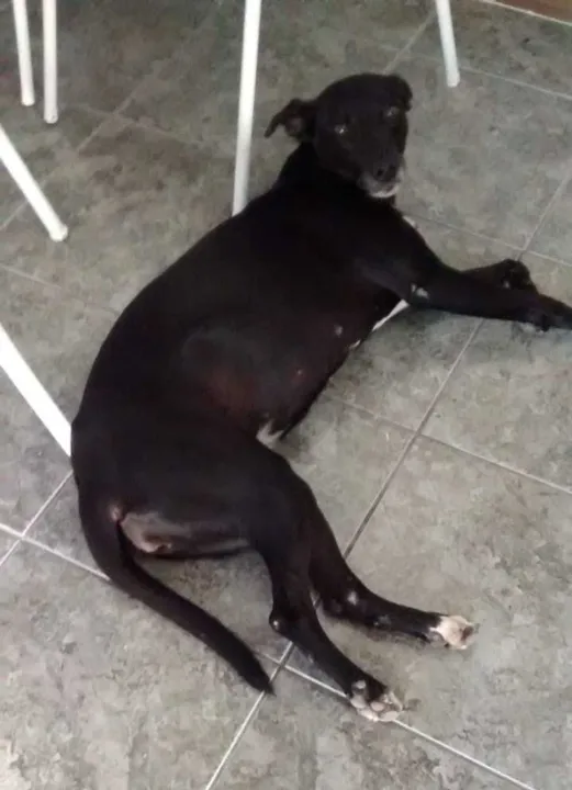 A cachorrinha estava perdida pelas redondezas 