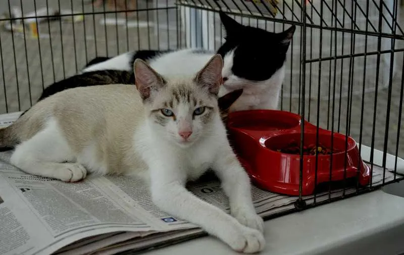 Hoje, estarão disponíveis quatro gatos e 14 cachorros na Praça Orlando de Barros Pimentel