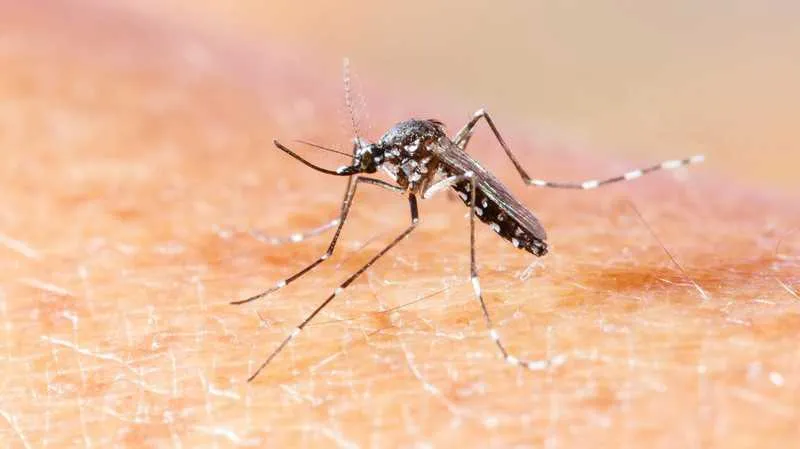 Vírus pode ser transmitido pelo Aedes a egypti e pernilongo comum (C ulex),