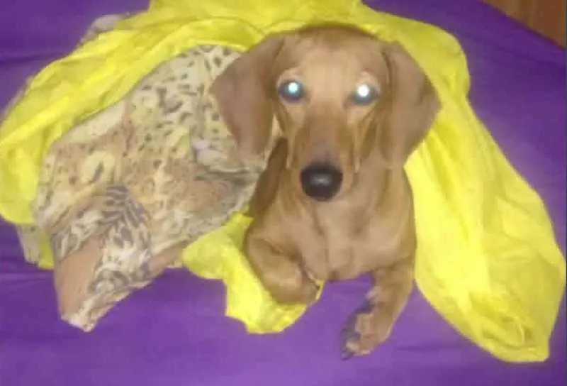Cão foi socorrido, mas não resistiu