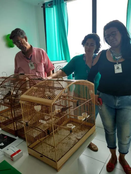 Animais estavam sendo criados de forma irregular