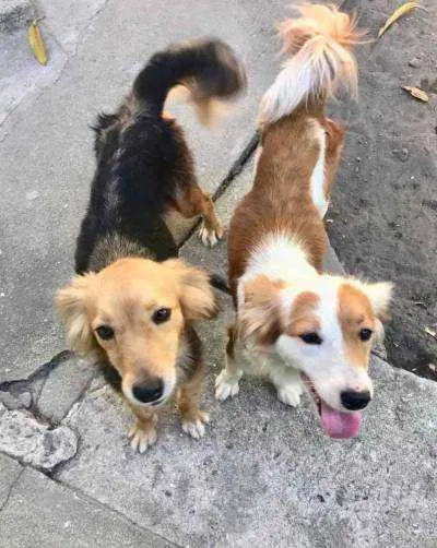 Animais foram agredidos com cintos pelo seu dono