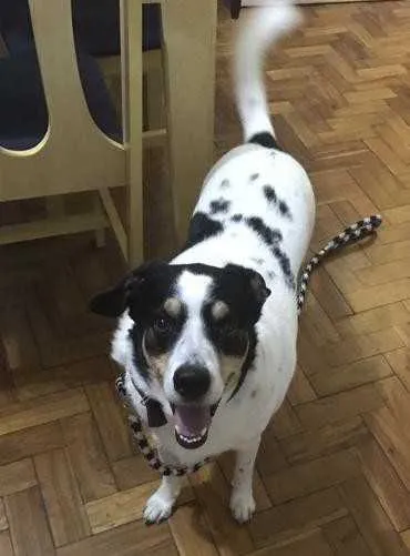 Zayn foi encontrado no Salgueiro e já está em casa 