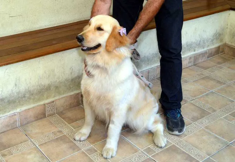 Cadela sequestrada passou por cuidados veterinários