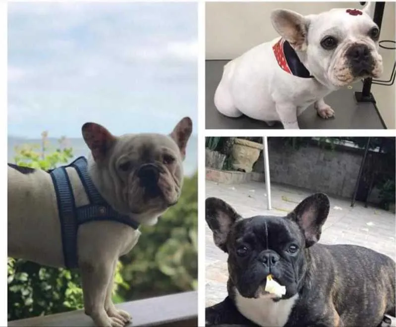 Cachorros da raça Bulldog estão desaparecidos há uma semana