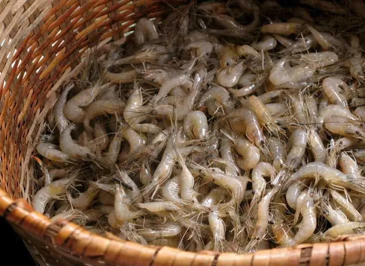 Imagem ilustrativa da imagem Polícia Federal faz ação contra a pesca ilegal de camarão em São Pedro