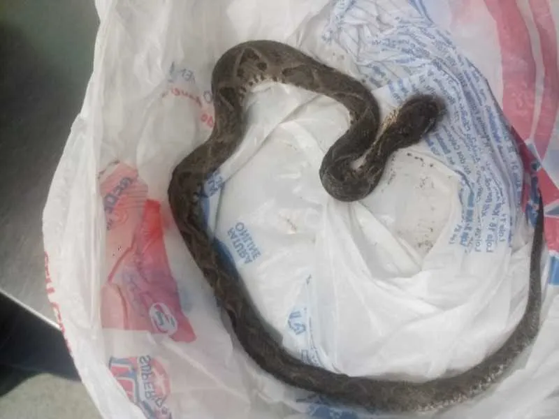 Irmã da vítima fotografou o animal morto