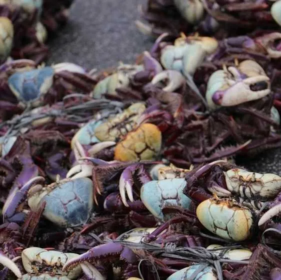 290 unidades de caranguejos da espécies Uçá foram apreendidos em São Gonçalo 