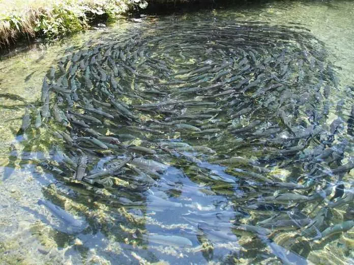 Iniciativa busca estimular a criação de peixes na cidade