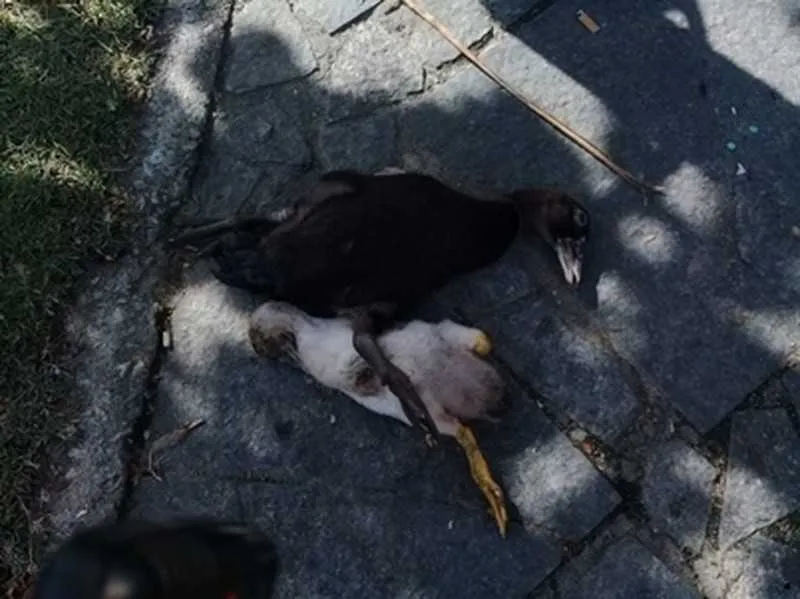 Dois marrecos foram levados para uma clínica veterinária, mas não resistiram.