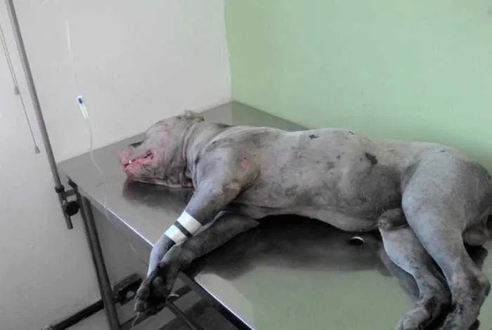 Não há informações de como o cão foi baleado