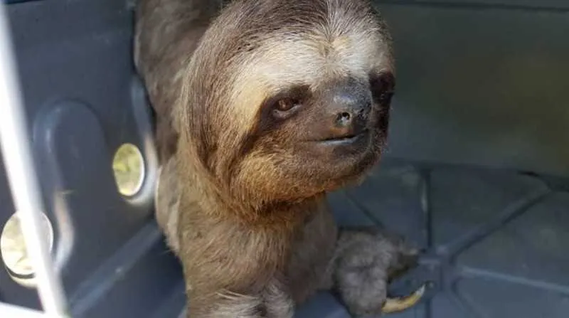 Animal foi devolvido ao seu habitat natural, em São Francisco