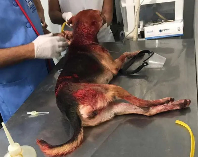 Para disfarçar os ferimentos, agressor jogou tinta vermelha no animal