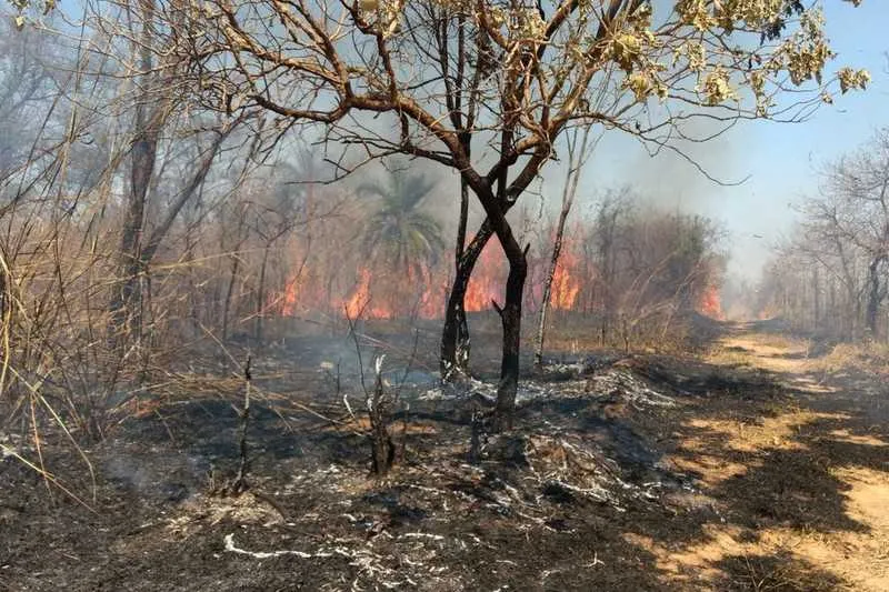 Orgão irá selecionar brigadistas para combater incêndios florestais