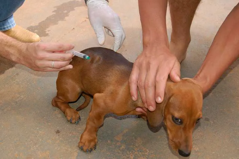 Proprietários de cães e gatos devem levar os animais aos postos de saúde conforme as datas