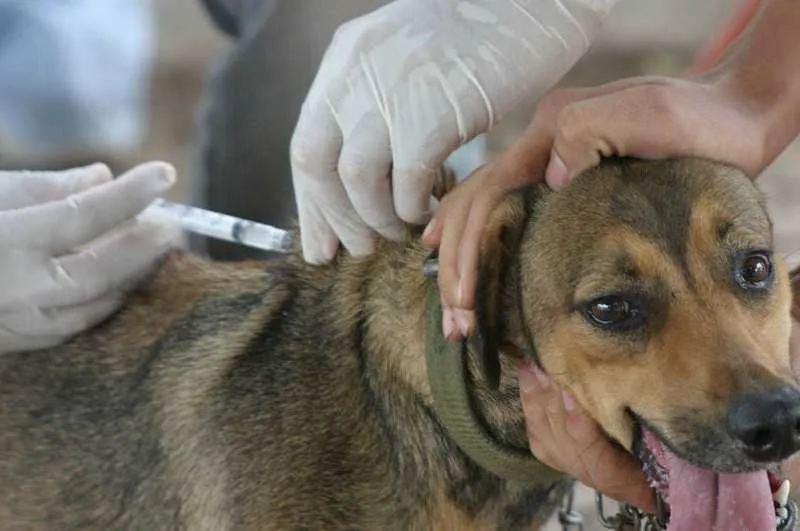 O objetivo da Secretaria municipal de saúde de São Gonçalo é vacinar 108 mil cães e gatos, o que equivale a 80% dos animais