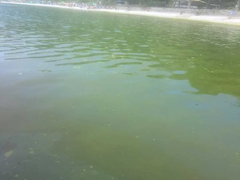 Segundo a Prefeitura, a água não é considerada limpa e acaba acumulando limo