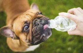 Verão exige cuidados extras com o animal de estimação; veja dicas