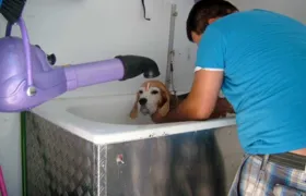 Saiba quais cuidados tomar com a pele do seu pet