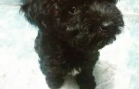 Cachorro está desaparecido há três dias no Laranjal