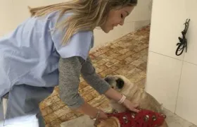 Vai comprar roupinhas para seu animal de estimação? Veja algumas dicas