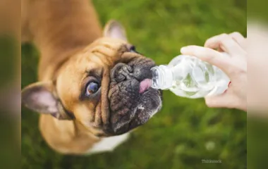 Verão exige cuidados extras com o animal de estimação; veja dicas