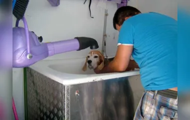 Saiba quais cuidados tomar com a pele do seu pet