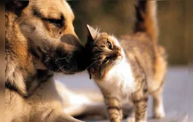 Dicas e cuidados para adotar um segundo animal de estimação