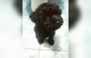 Cachorro está desaparecido há três dias no Laranjal