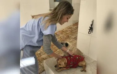Vai comprar roupinhas para seu animal de estimação? Veja algumas dicas