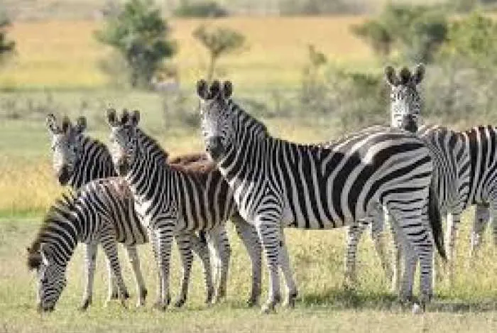 Animal foi visto  em um reserva no Quênia
