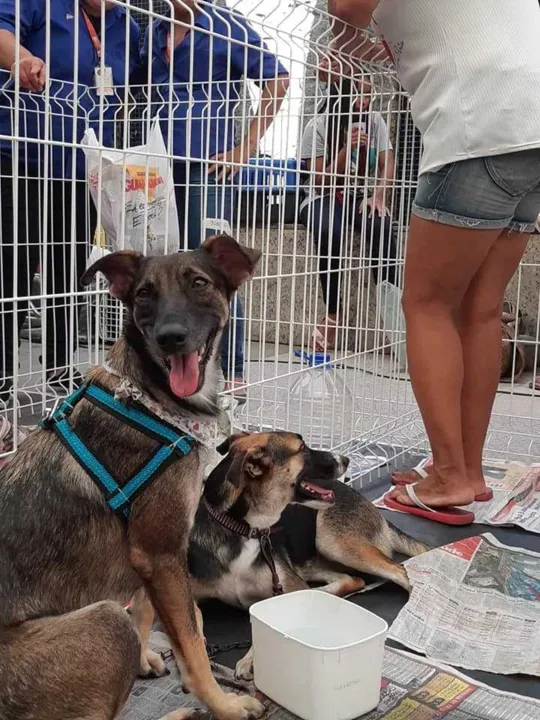 Cerca de 120 animais estarão a espera de um lar no próximo domingo (15)