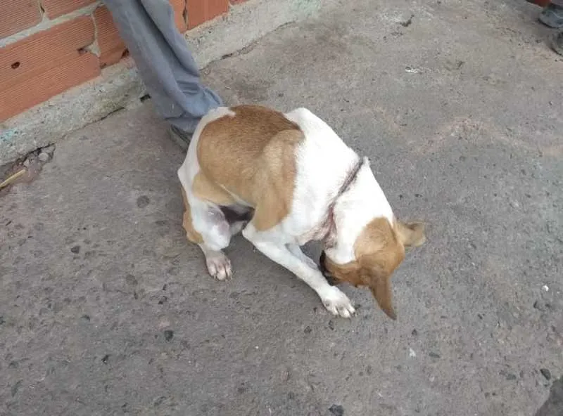 Animal está sendo avaliado em clínica veterinária