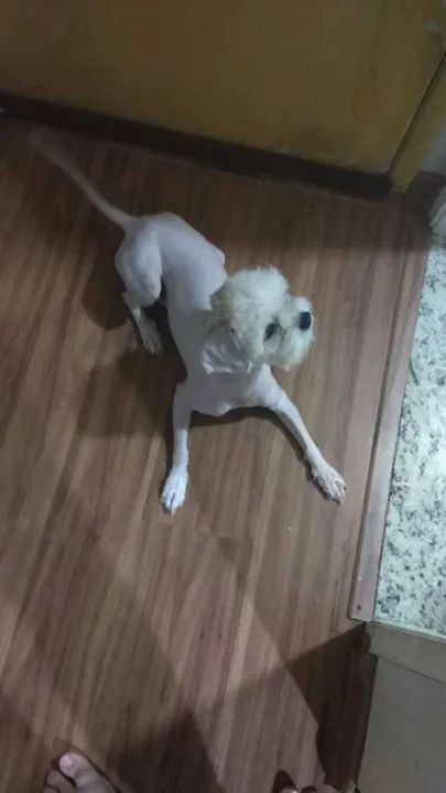 Cadela que atende pelo nome de Zoe tem apenas 2 anos