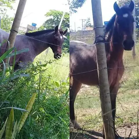 Cavalo é mouro e tem uma mancha branca na cabeça 
