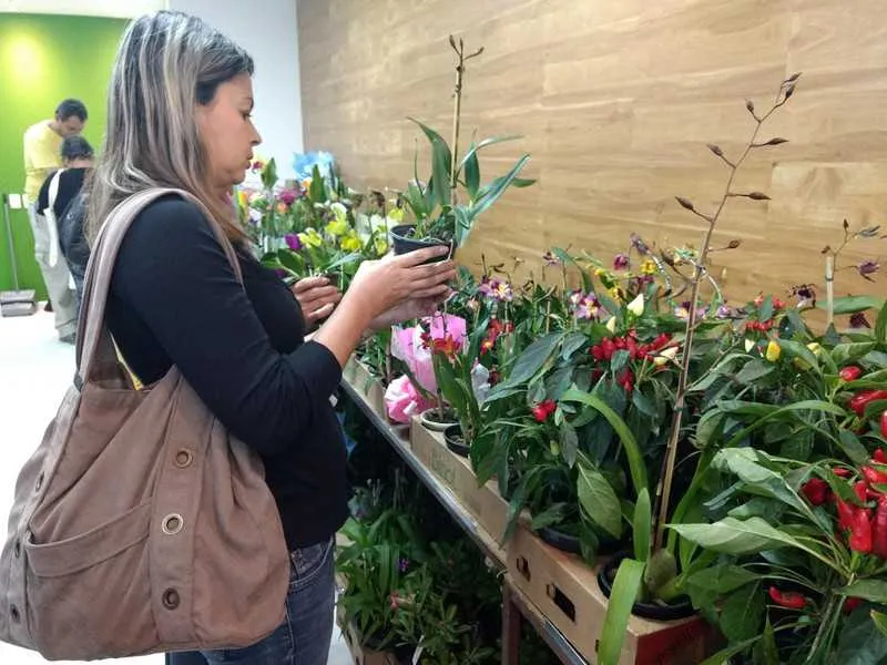 Imagem ilustrativa da imagem Pátio Alcântara recebe 13ª edição da Mostra de Orquídeas