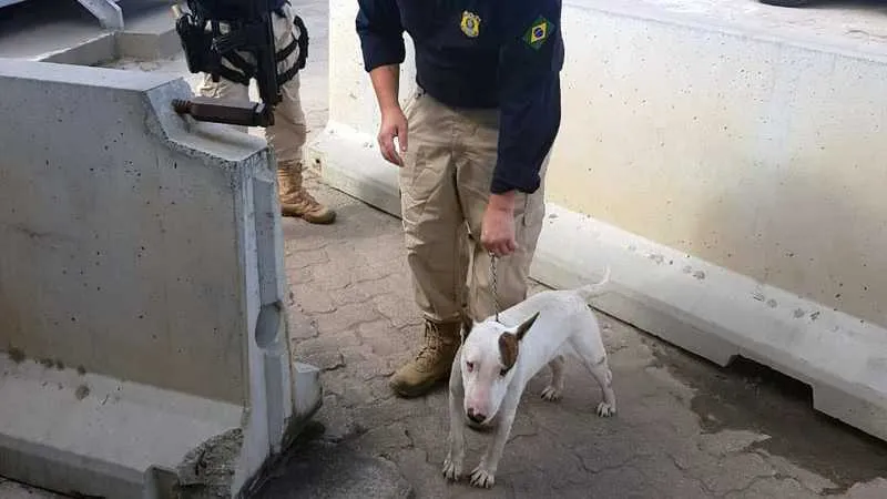O cão é da  raça Bull Terrier 