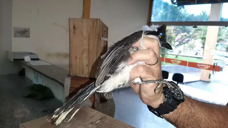 Três homens foram presos