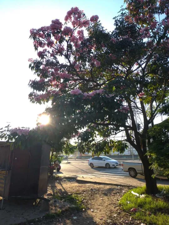 A primeira semana será de dias nublados 