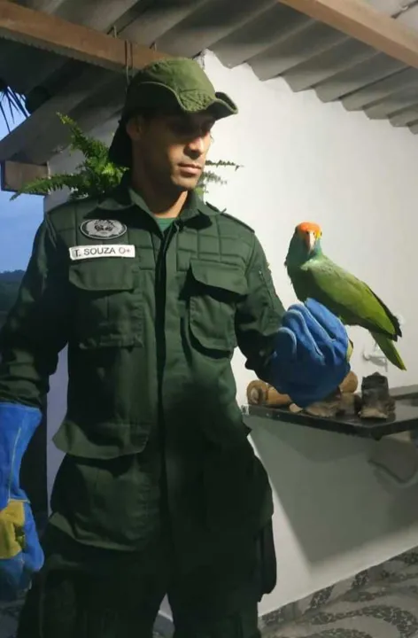 Ave é da espécie chauá (Amazona rhodocorytha)
