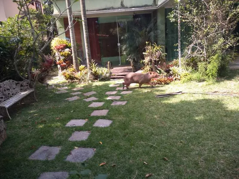 Animal invadiu um condomínio em Itaipu 