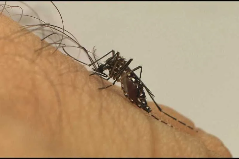 Cinco novos bairros receberão o mosquitos com Wolbachia