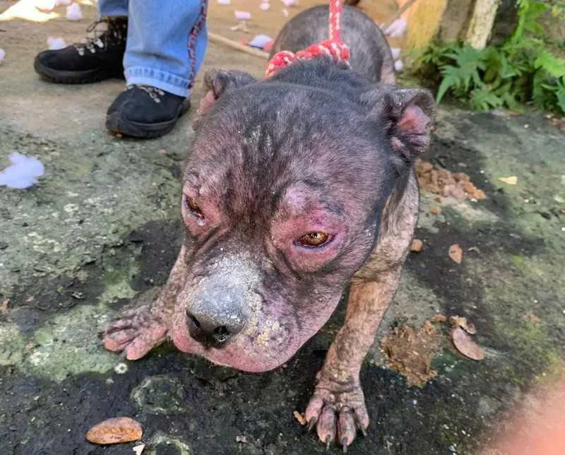Animais estavam subnutridos