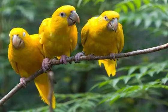 Aves amarelas.