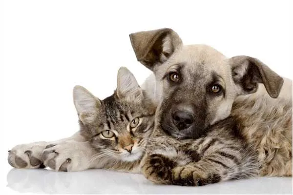 Serão 10 a 15 castrações de cães e gatos diárias