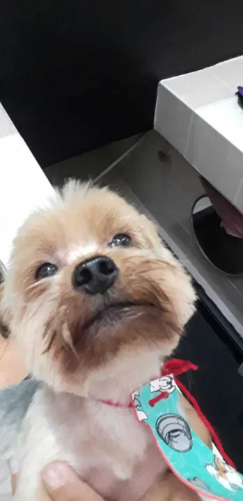 O cãozinho Paulinho desapareceu de casa, na manhã desta quinta-feira