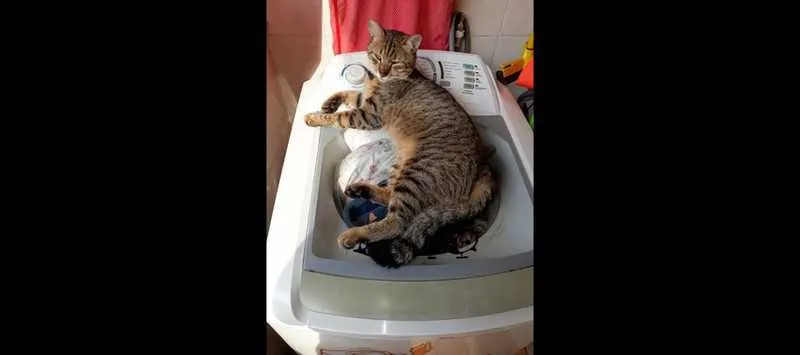 Imagem ilustrativa da imagem Gatos em São Gonçalo estão adoecendo por esporotricose
