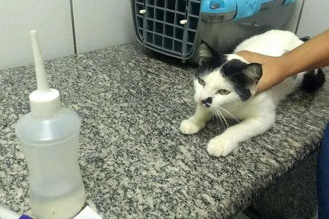 Não será necessário levar o animal no dia da inscrição