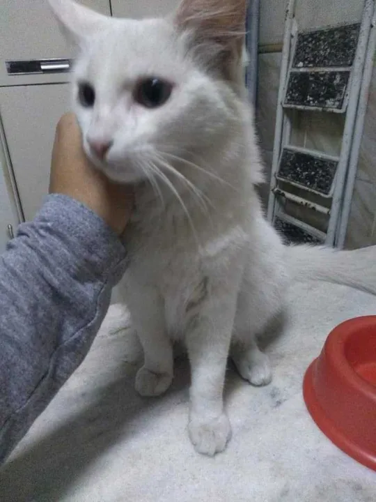 O gatinho de pelagem toda branca atende pelo nome de Napoleão